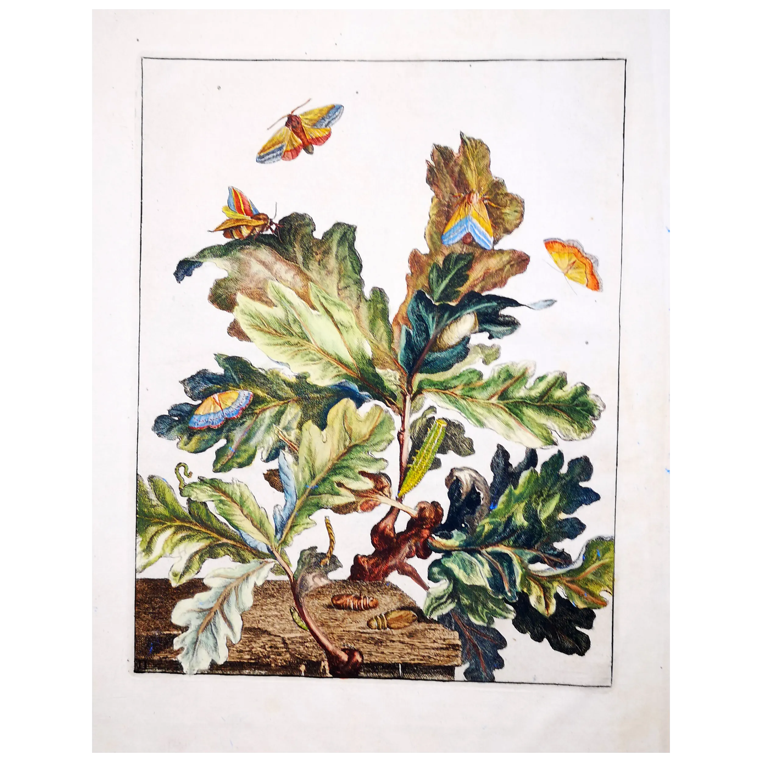 Antique Entomology Print – Jacob L’Admiral – Eyed Hawk-moth