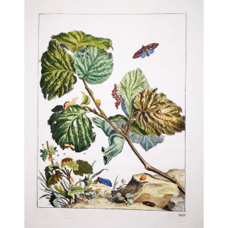 Nut-tree Tussock (*Colocasia coryli*) on Hazel (*Corylus Avellana*) Hand-colored engraving by Jacob L'Admiral (1774)