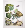 Nut-tree Tussock (*Colocasia coryli*) on Hazel (*Corylus Avellana*) Hand-colored engraving by Jacob L'Admiral (1774)