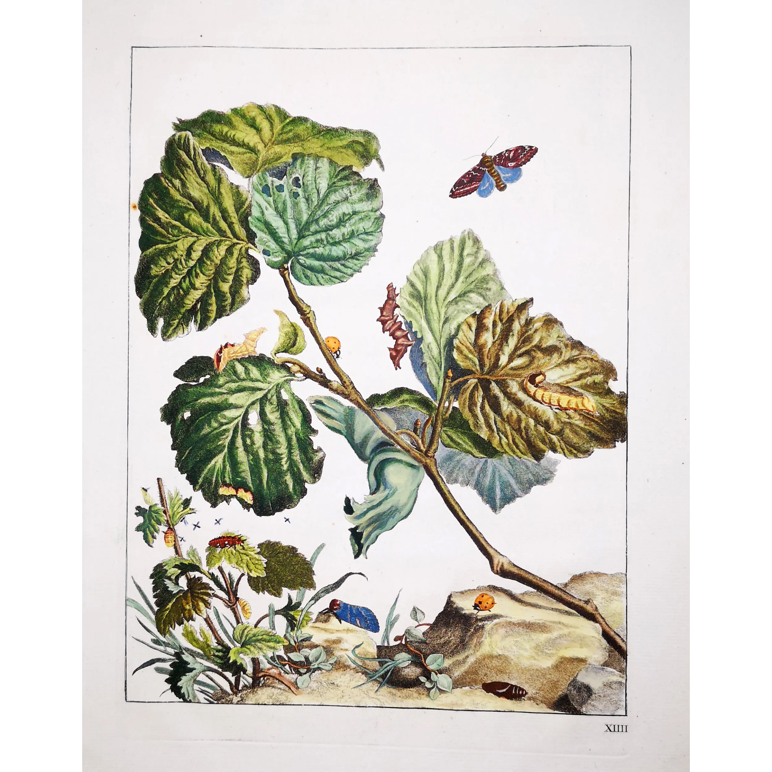 Antique Entomology Print – Jacob L’Admiral – Nut-tree Tussock