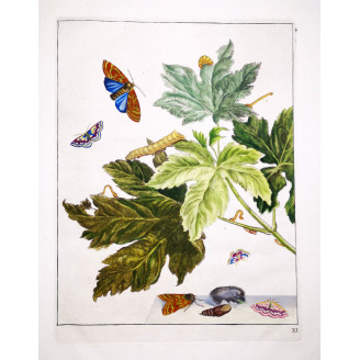 Codling Moth (*Cydia Pomonella*) Hand-colored engraving by Jacob L'Admiral (1774)