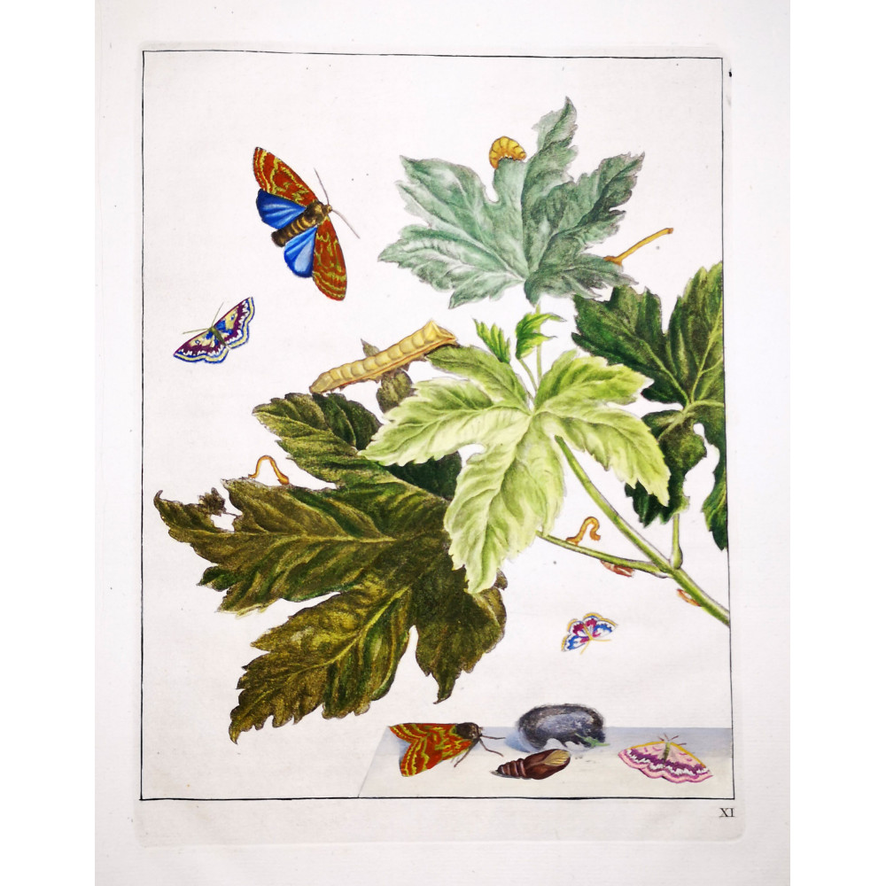 Codling Moth (*Cydia Pomonella*) Hand-colored engraving by Jacob L'Admiral (1774) Codling Moth (*Cydia Pomonella*) Hand-colored engraving by Jacob L'Admiral (1774)
