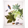 Codling Moth (*Cydia Pomonella*) ,Hand-colored engraving by Jacob L'Admiral (1774)