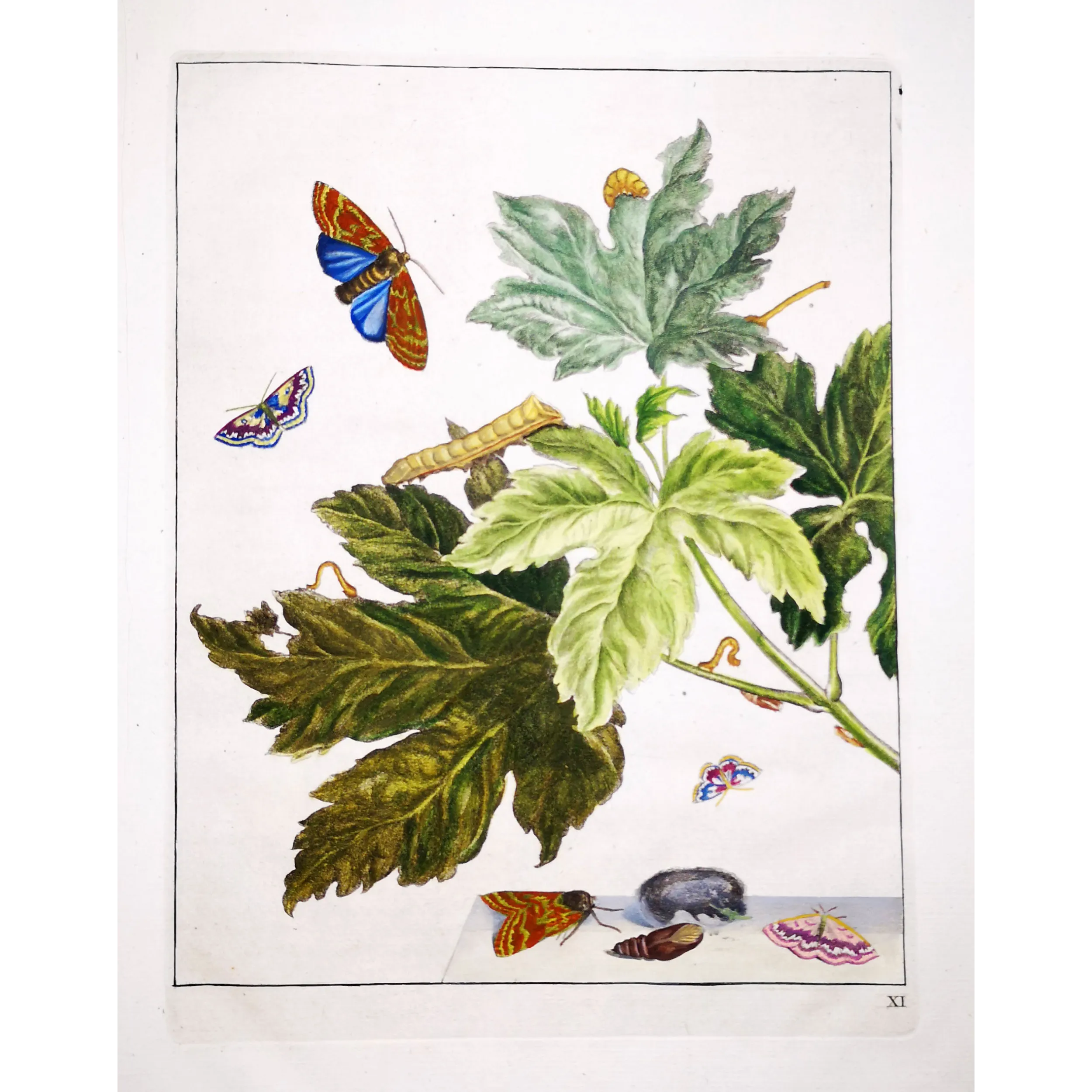 Antique Entomology Print – Jacob L’Admiral – Codling Moth