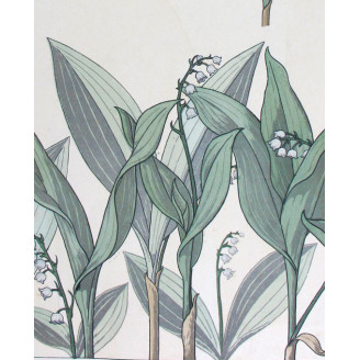 Lily of the Valley – Eugène Grasset (1896) | Botanical Art Nouveau Print