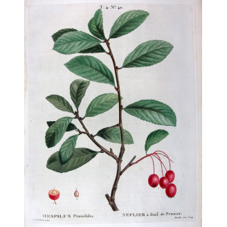 Mespilus prunifolia  Botanical Print by Redouté
