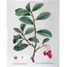 Plum-leaved Medlar (*Mespilus prunifolia*) / Nélier à feuille de Prunier -  Original engraving by Pierre-J Redouté (c.1801-1819)