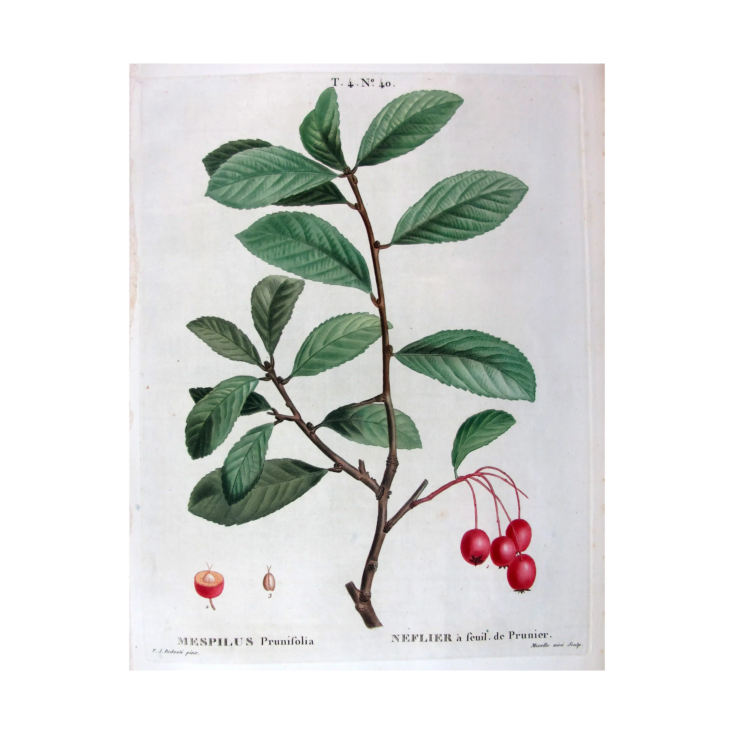 Antique Print by Pierre-Joseph Redouté – Plum-leaved Medlar (Mespilus prunifolia)