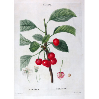 Cerasus  Cherry Botanical Print by Redouté