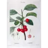 Cherry Tree (*Cerasus*) / Ceriser de Montmorency - Original engraving by Pierre-Joseph Redouté (c.1801-1819)