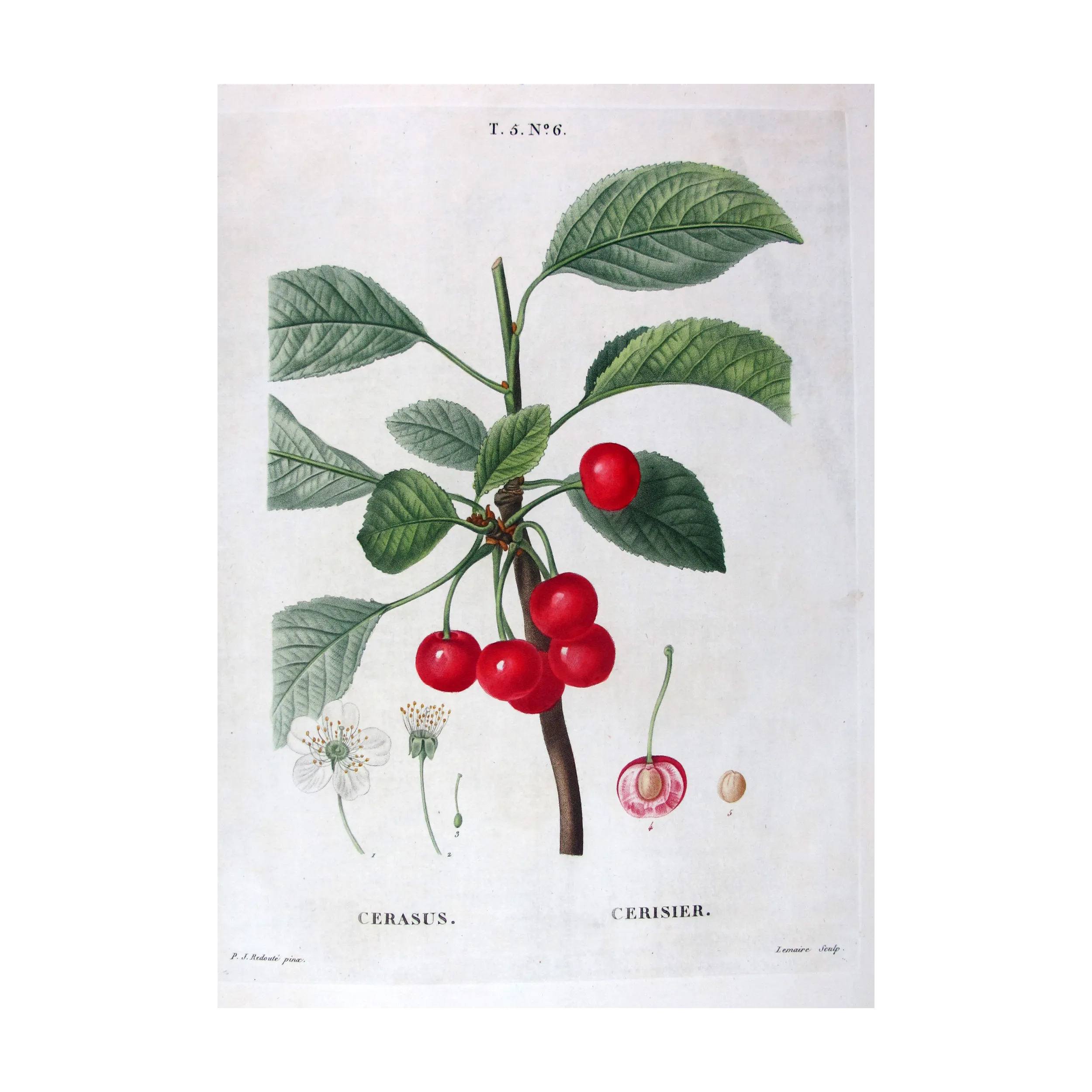 Antique Print by Pierre-Joseph Redouté – Cherry Tree (Cerasus)