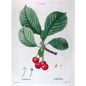 Pyrus communis  Antique Pear Botanical by Redouté