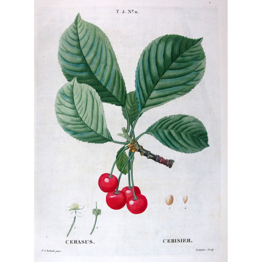 Pyrus communis  Antique Pear Botanical by Redouté
