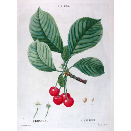Pyrus communis  Antique Pear Botanical by Redouté