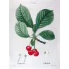 Cherry Tree (*Cerasus*) / Ceriser de Choisy- Original engraving by Pierre-Joseph Redouté (c.1801-1819)