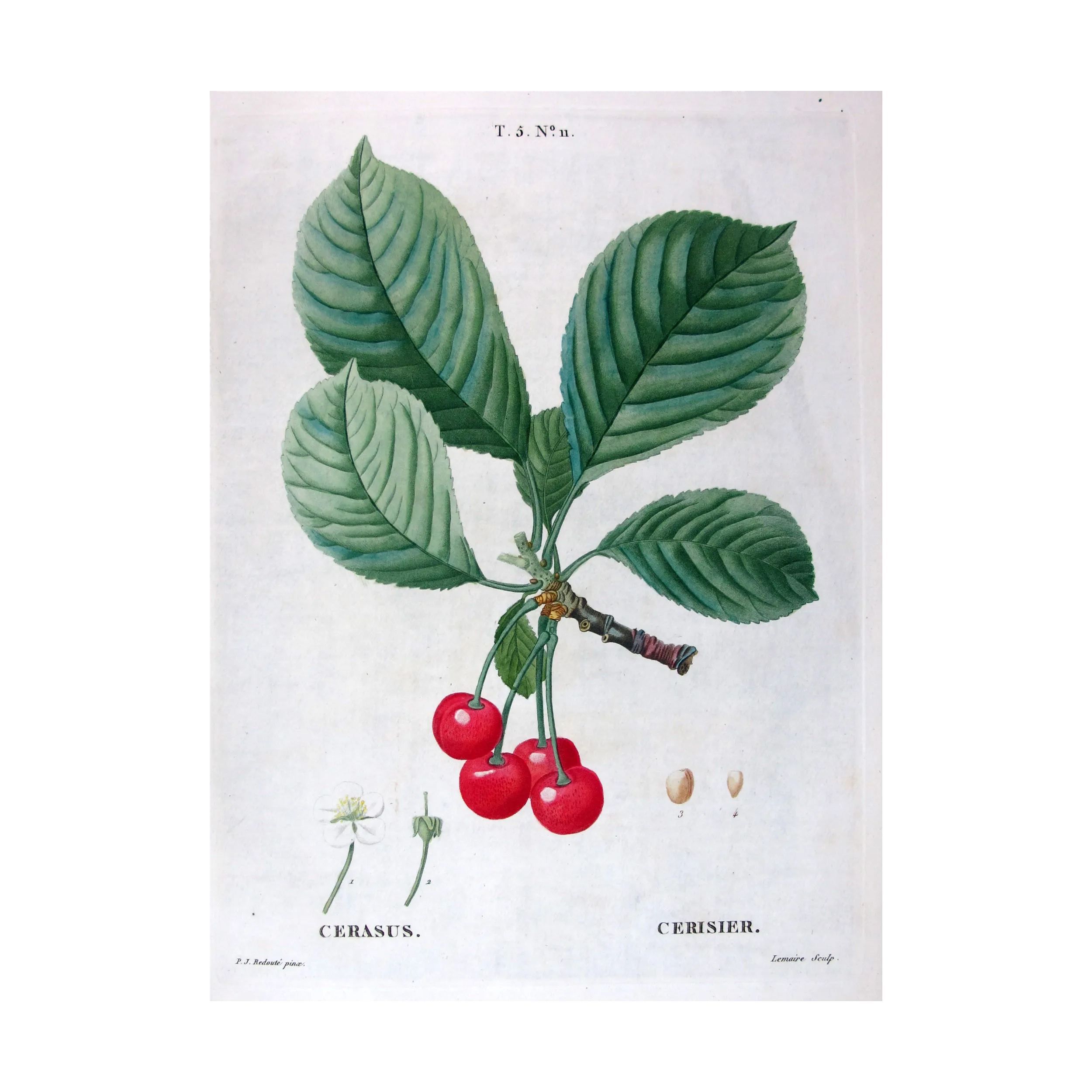 Antique Print by Pierre-Joseph Redouté – Cherry Tree (Cerasus)