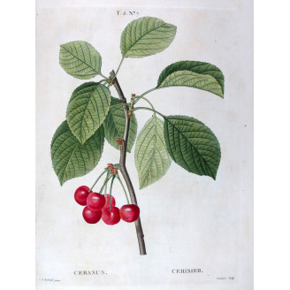 Ficus carica  Fig Botanical Print by Redouté