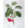 Cherry Tree (*Cerasus*) / Ceriser de Villennes - Original engraving by Pierre-Joseph Redouté (c.1801-1819)