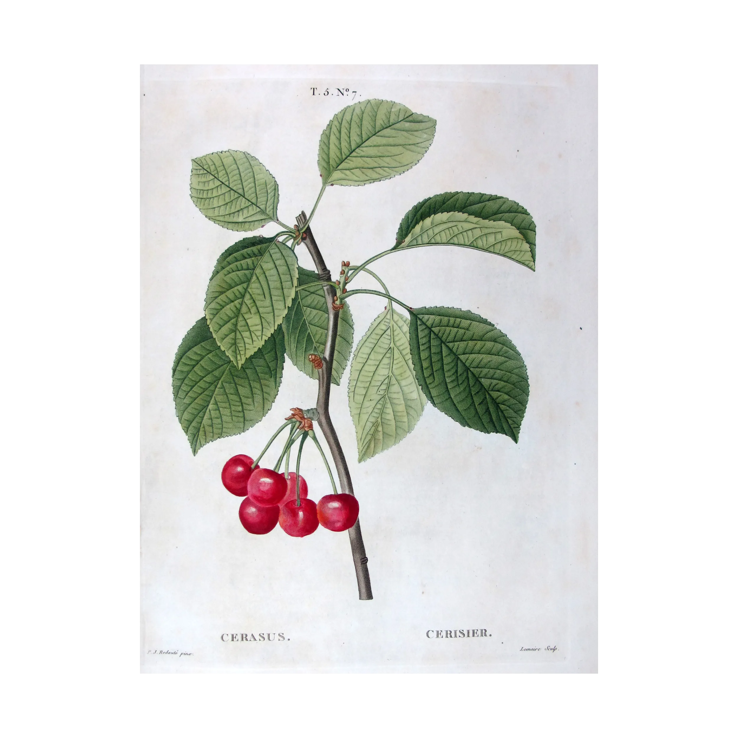Antique Print by Pierre-Joseph Redouté – Cherry Tree (Cerasus)