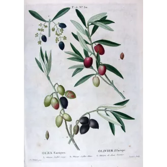 Redouté – Olive (Caillet-rouge) – Antique Botanical Print