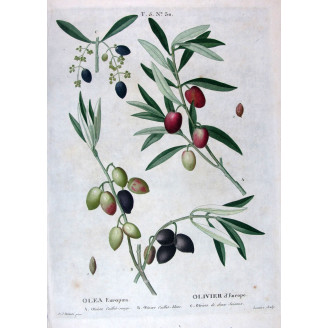 Juglans regia  Walnut Botanical by Redouté