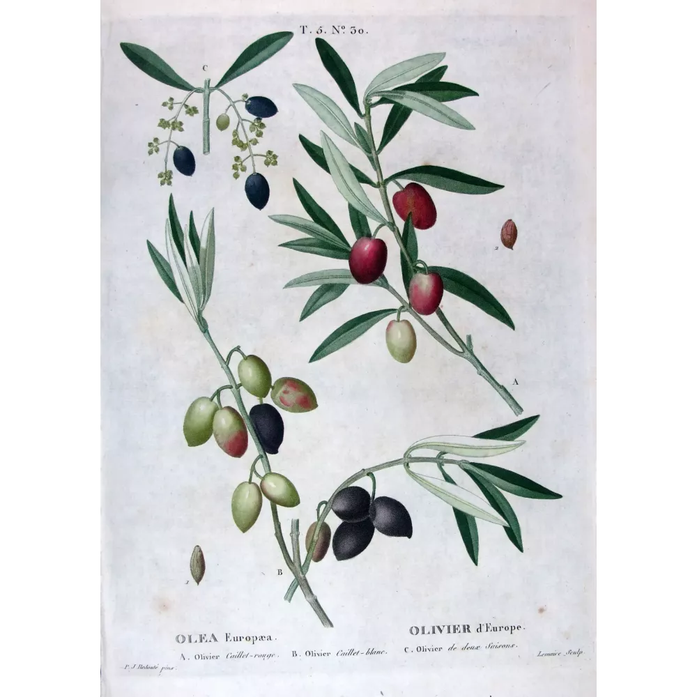 Antique Print by Pierre-Joseph Redouté – Olive Tree (Olea europæa)
