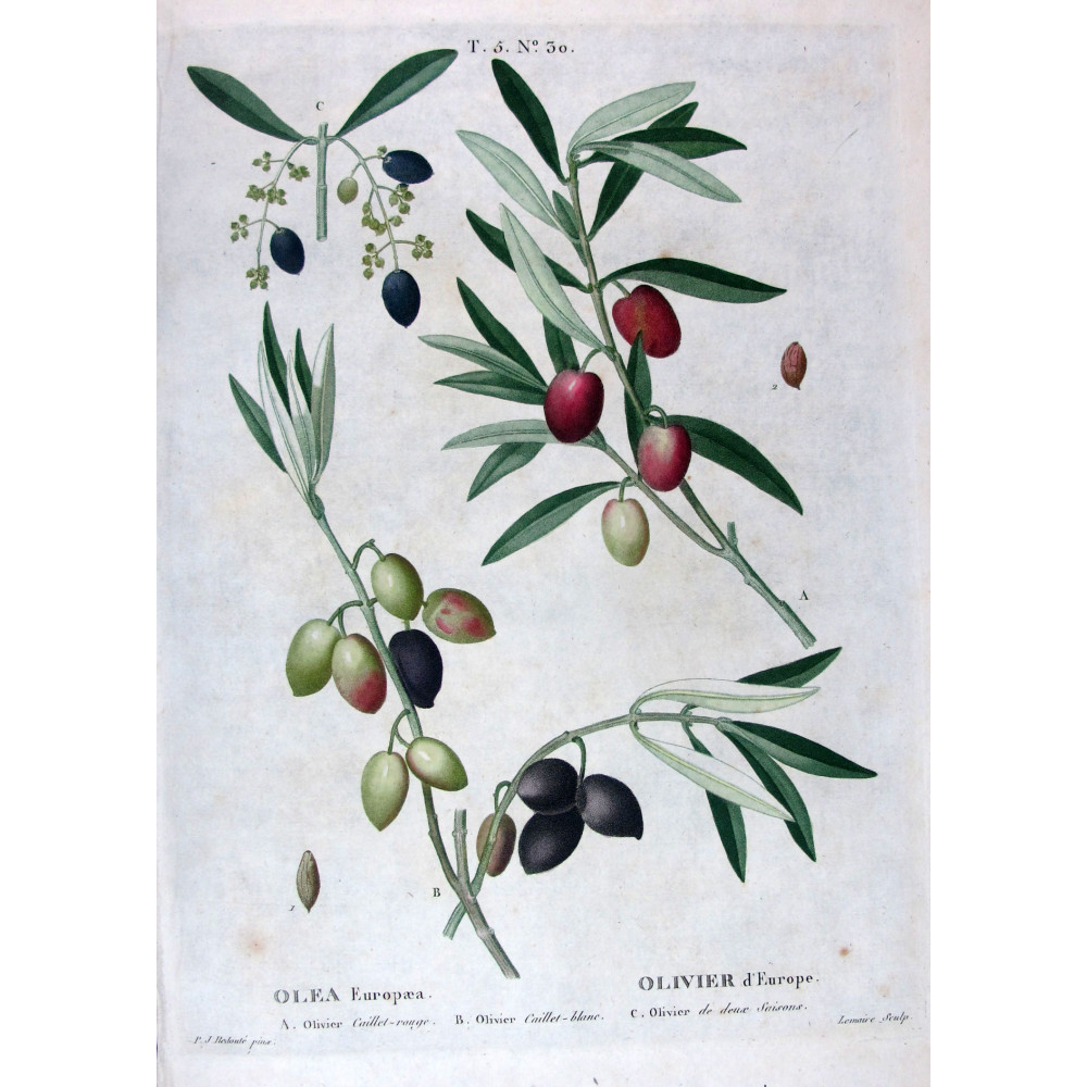 Juglans regia Walnut Botanical by Redouté Juglans regia Walnut Botanical by Redouté