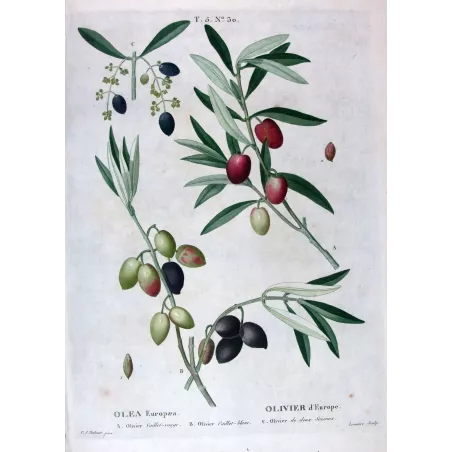 Antique Print by Pierre-Joseph Redouté – Olive Tree (Olea europæa)