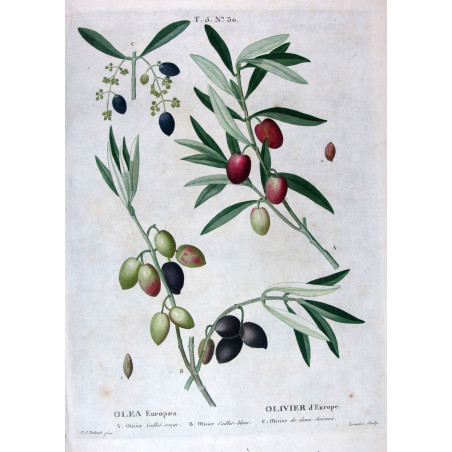 Juglans regia  Walnut Botanical by Redouté