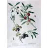 Olive Tree (*Olea europæa*)  – A. var Caillet-rouge. B. var-blanc. C. var de deux Saisons – P.J. Redouté (c.1801-1819)