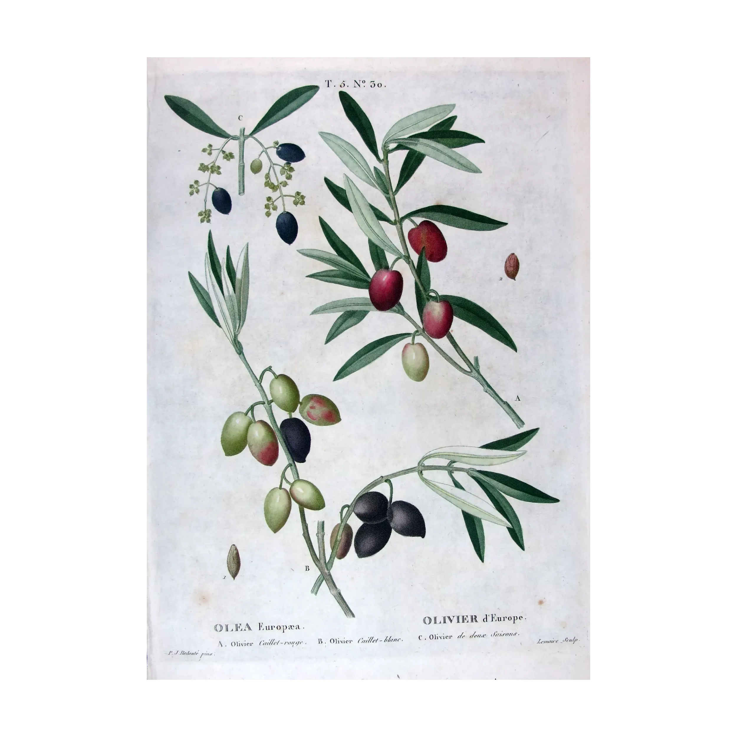 Antique Print by Pierre-Joseph Redouté – Olive Tree (Olea europæa)