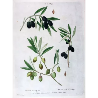 Redouté – Olive (D'Entrecastenaux) – Antique Botanical Print