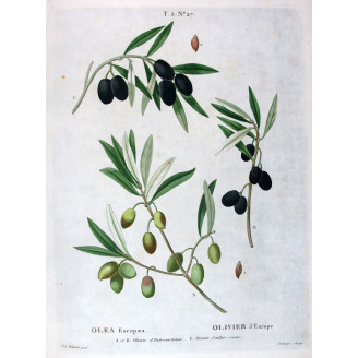 Cornus mascula  Botanical Cornelian Cherry by Redouté