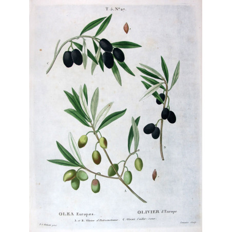 Cornus mascula  Botanical Cornelian Cherry by Redouté