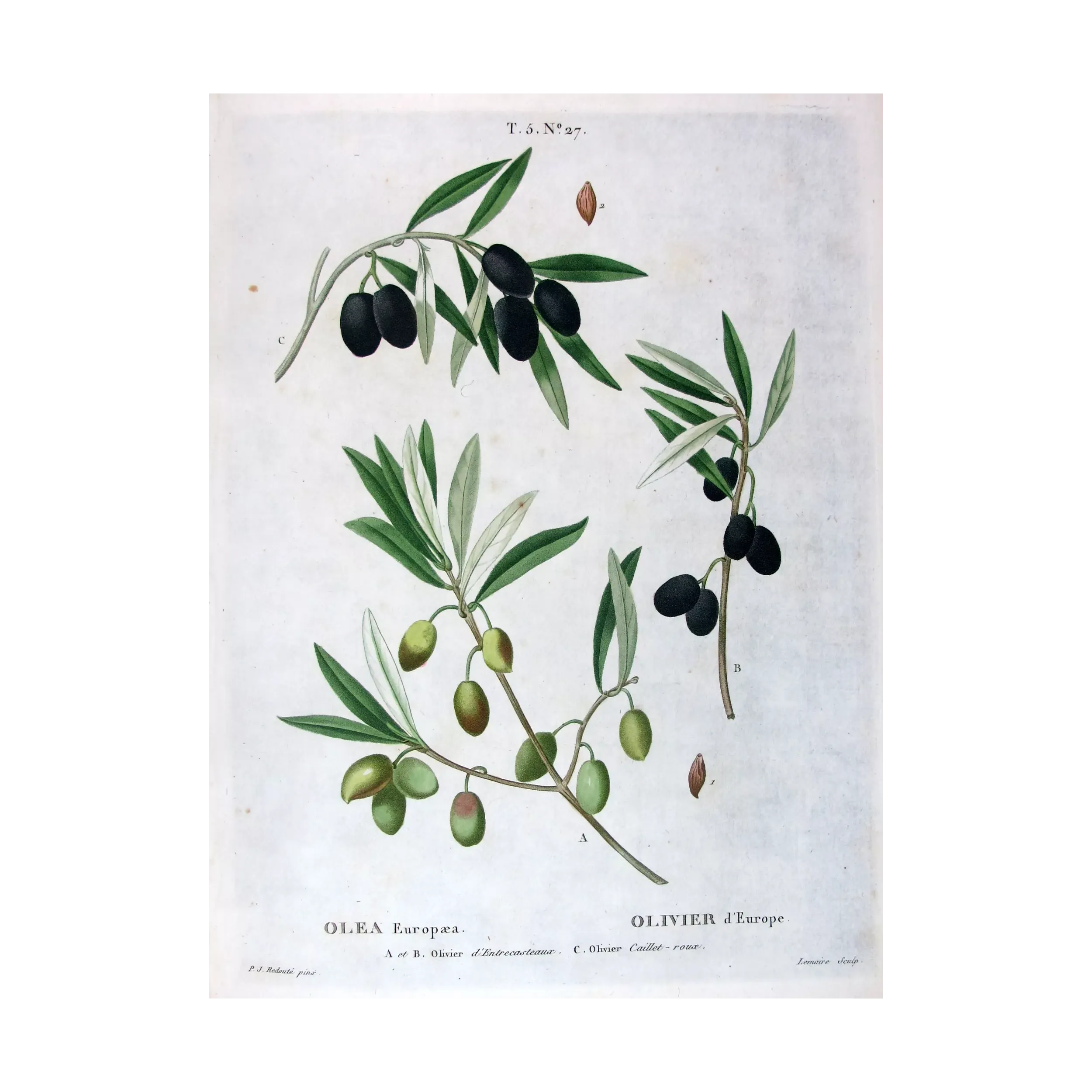 Antique Botanical Print – Pierre-Joseph Redouté – Olive Tree