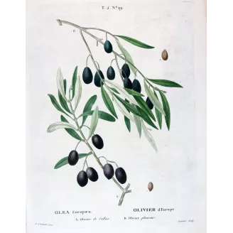 Redouté – Olive (De Callas) Olea europaea – Antique Print