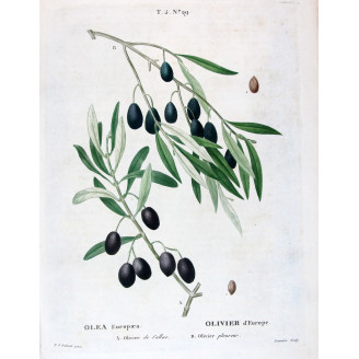 Prunus armeniaca  Apricot Botanical by Redouté