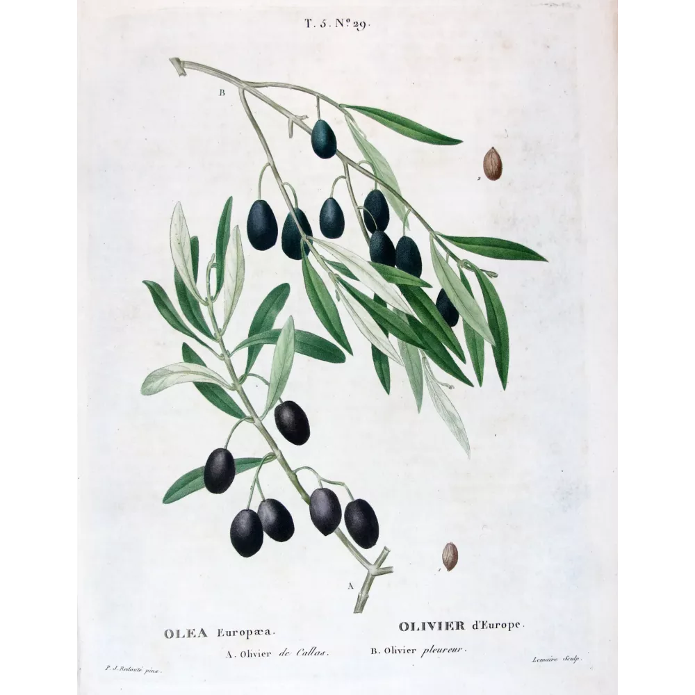 Antique Botanical Print – Pierre-Joseph Redouté – Olive Tree