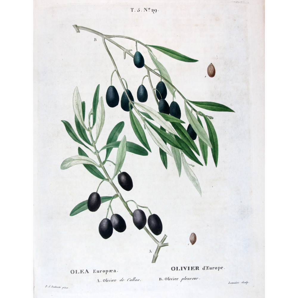 Prunus armeniaca  Apricot Botanical by Redouté