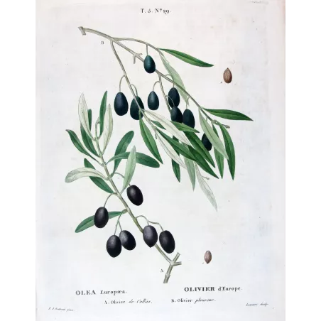 Antique Botanical Print – Pierre-Joseph Redouté – Olive Tree