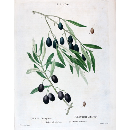 Prunus armeniaca  Apricot Botanical by Redouté
