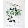 Olive Tree (*Olea europæa*)  – A. var Olivier de Callas. B. Olivier Pleureur Antique Print  – P.J Redouté (c.1801-1819)