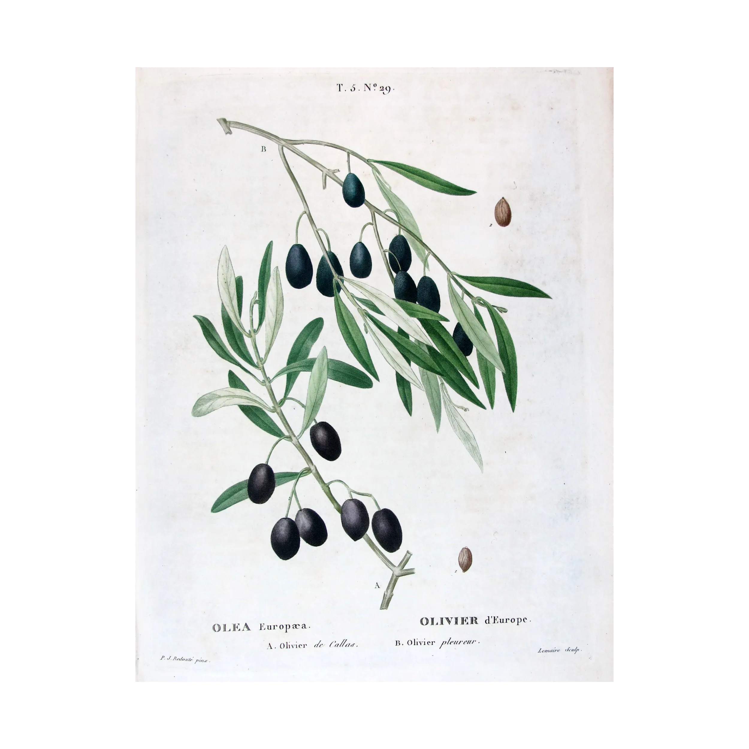 Antique Botanical Print – Pierre-Joseph Redouté – Olive Tree