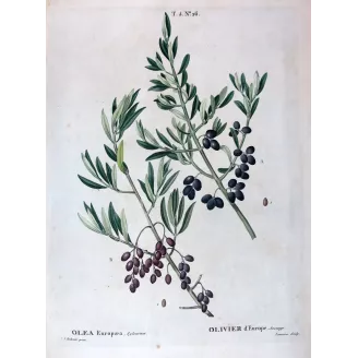 Redouté – Olive (Sylvestris) Olea europaea – Antique Print