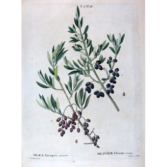 Ribes rubrum  Red Currant Botanical by Redouté