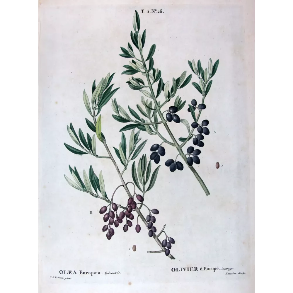 Antique Botanical Print – Pierre-Joseph Redouté – Olive Tree