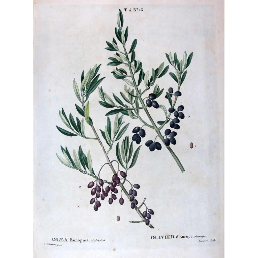 Ribes rubrum Red Currant Botanical by Redouté Ribes rubrum Red Currant Botanical by Redouté