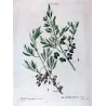 Olive Tree (*Olea europaea*)  –  Olivier d'Europe (var Sylvestris) - Original Antique Print by P.J Redouté (c.1801-1819)