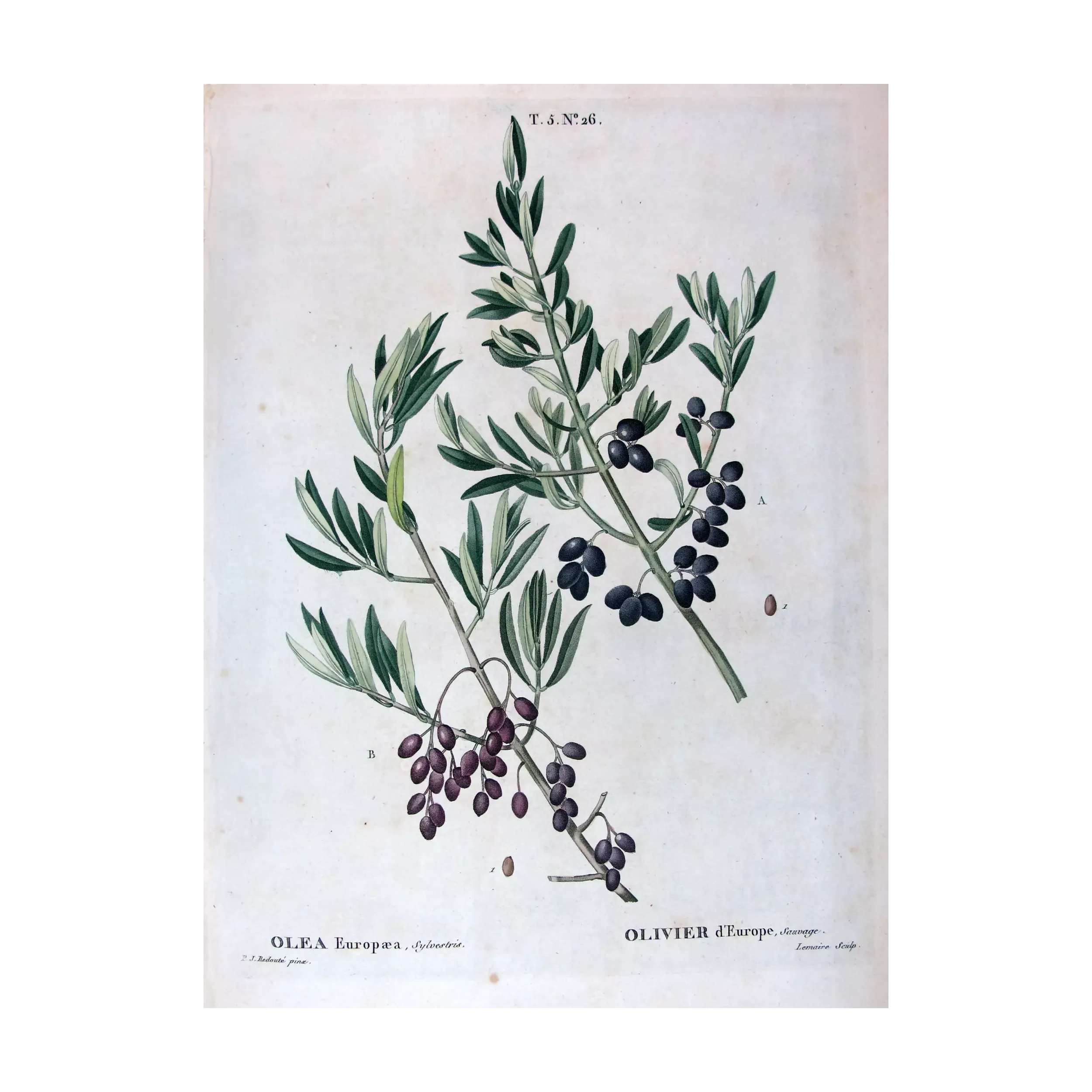 Antique Botanical Print – Pierre-Joseph Redouté – Olive Tree