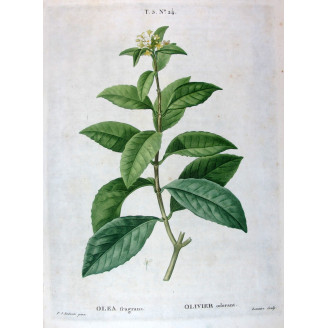 Diospyros lotus  Botanical Date-Plum by Redouté